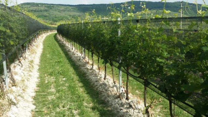 Uva de vino, Arrigoni piensa en el futuro con nuevas soluciones para la protección frente a los  cambios climáticos  